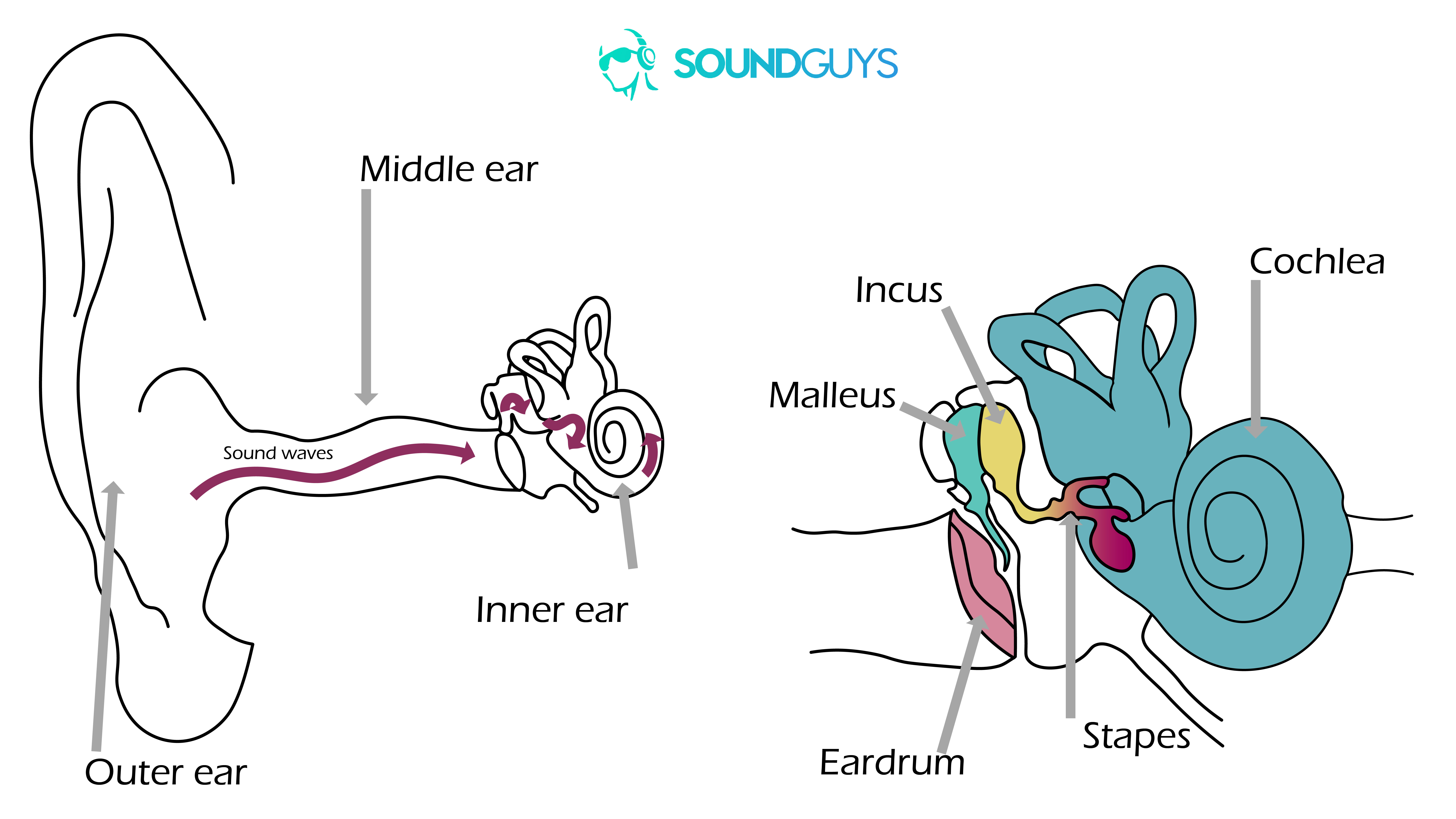 Ear anatomy graphic_LK-01 Noise-induced hearing loss: Two diagrams. The one on the left shows how sound travels into the ear and the right is a close-up fo the middle and inner ears.